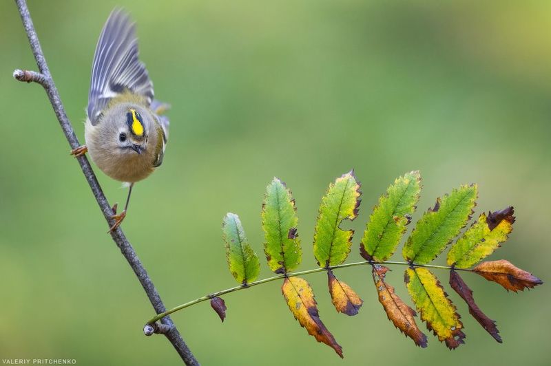 На взлётphoto preview