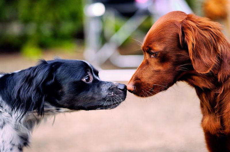 #собаки, #анималист, #фотособак, #фотоживотных Мадемауазель! Позвольте вас обню!photo preview