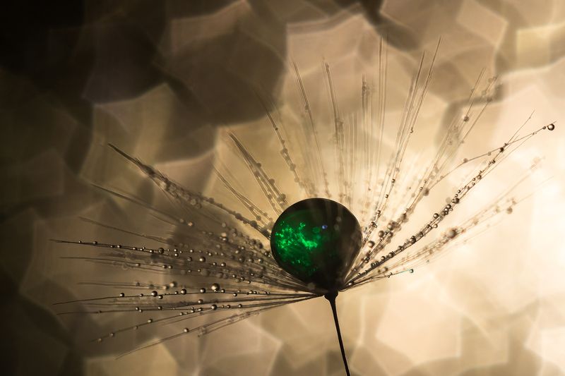 макро капля зеленый Изумрудphoto preview