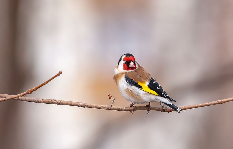 щегол, птицы, весна, апрель, парк Кто это там меня снимает?photo preview