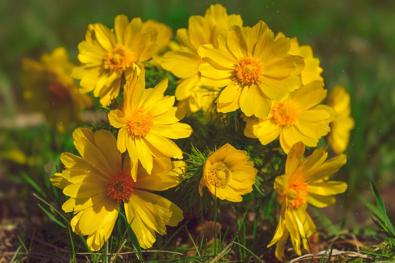 горицветы, адонисы,первоцветы,весна Горицветыphoto preview