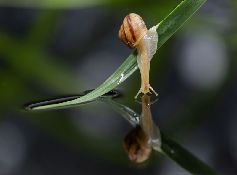 Улитка, отражение Поцелуйphoto preview