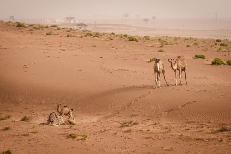 Оман, Вахиба ВЕРБЛЮЖЬЕ ДЕТСТВО фото превью