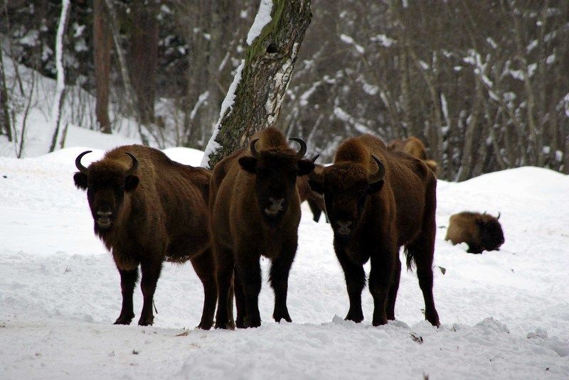 архыз Трое ... фото превью