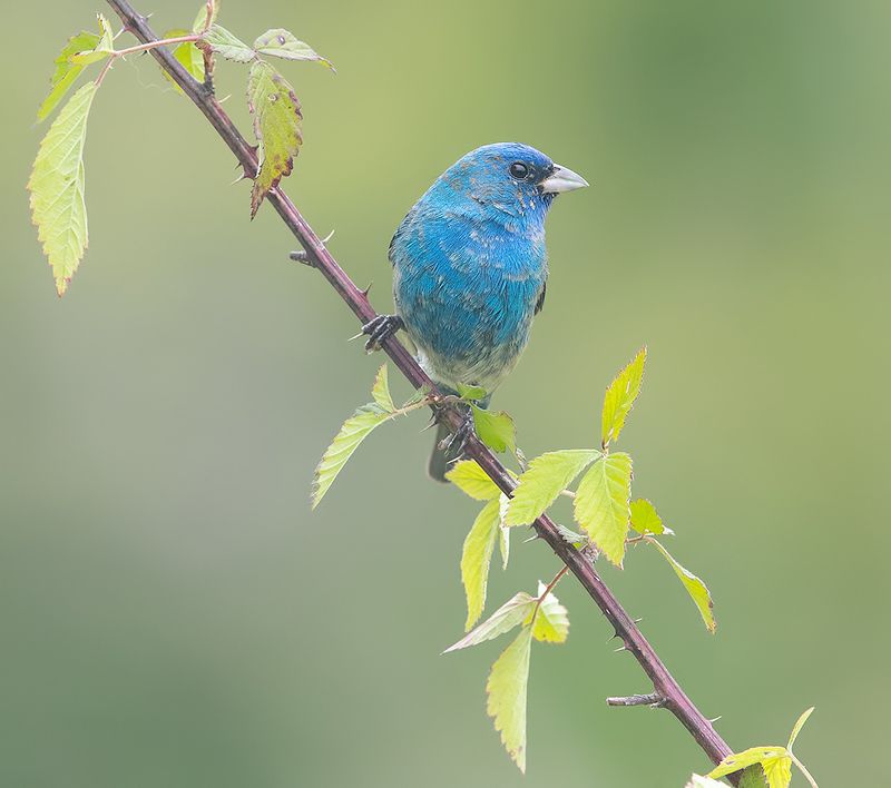 индиговый овсянковый кардинал,indigo bunting, кардинал, весна Indigo bunting - Индиговый овсянковый кардиналphoto preview