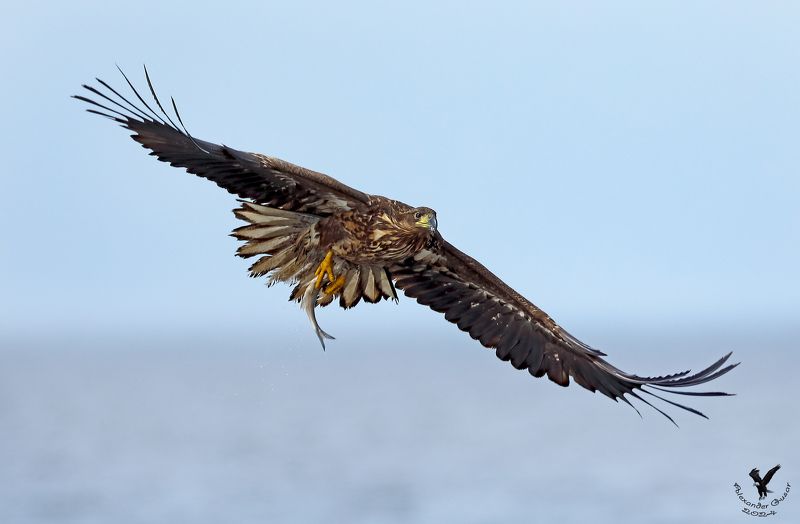 орлан белохвост. Есть улов.photo preview