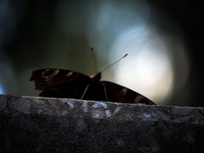 Душаphoto preview