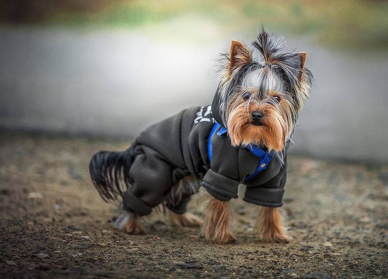 Любопытный Дэниphoto preview