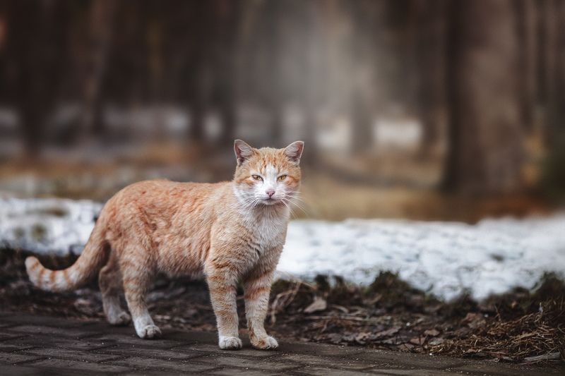 Рыжий котphoto preview