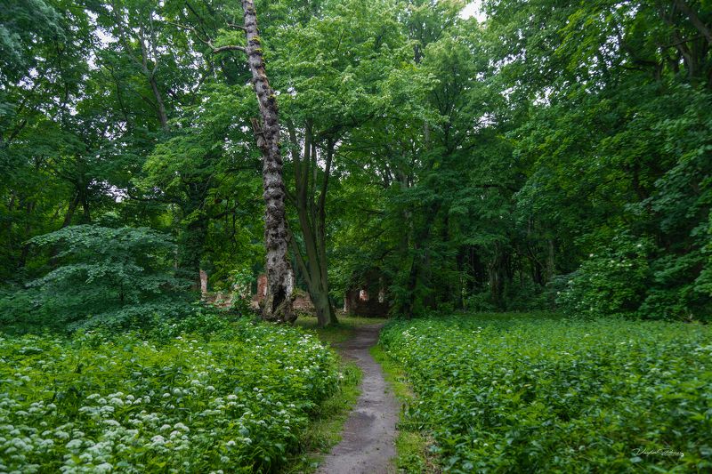 Бальга, крестоносцы, крепость, руины, Восточная пруссия, лес, Калининградская область, фотография, Свирин Вадим, 2023, Balga, crusaders, fortress, ruins, East Prussia, forest, Kaliningrad region, photography, Vadim Svirin В кронах деревьев Восточной Пруссии.photo preview