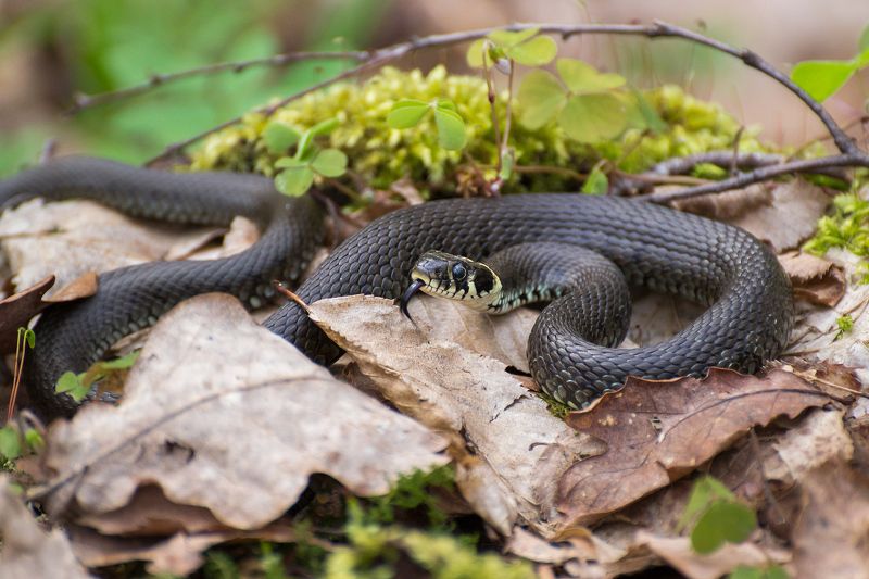 природа, весна, лес, змея Кто у нас тут проснулся?photo preview