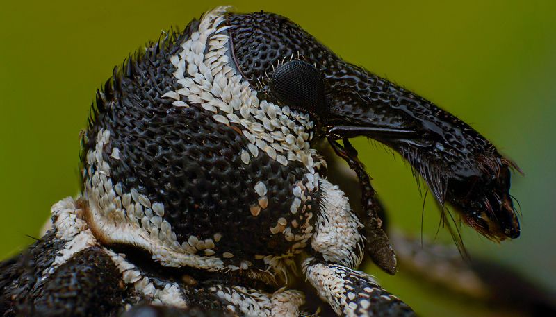 macro, nature, insect, weevil Weevilphoto preview