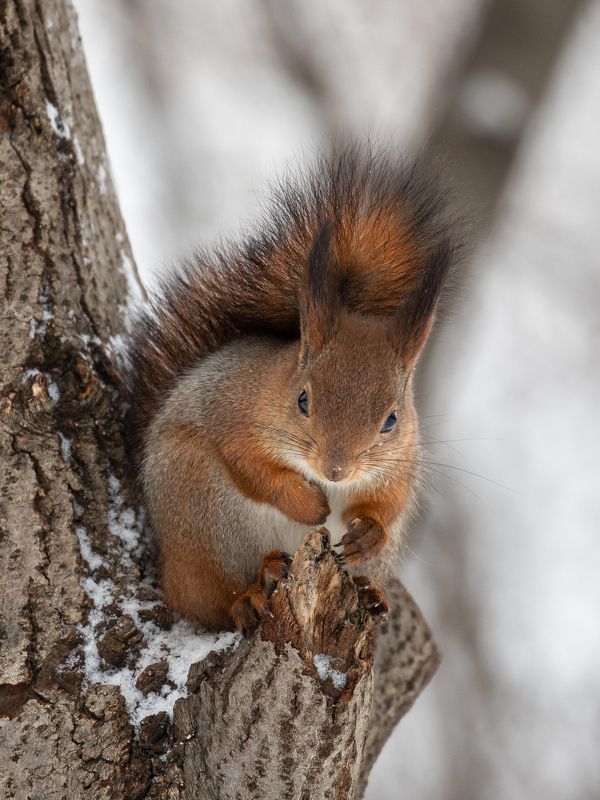 Белка фото превью