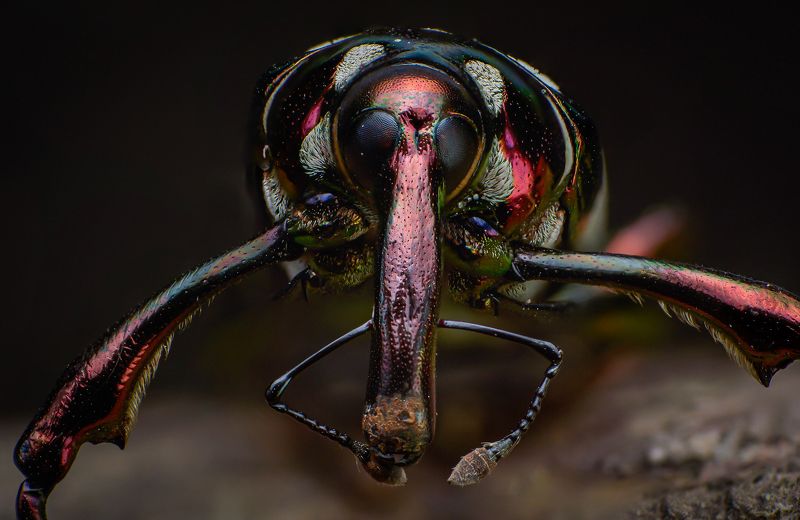 macro, nature, weevil, insect Metalic Weevilphoto preview