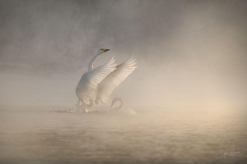 алтай, лебеди, кликуны, алтайский, край, светлое Мир на двоих фото превью