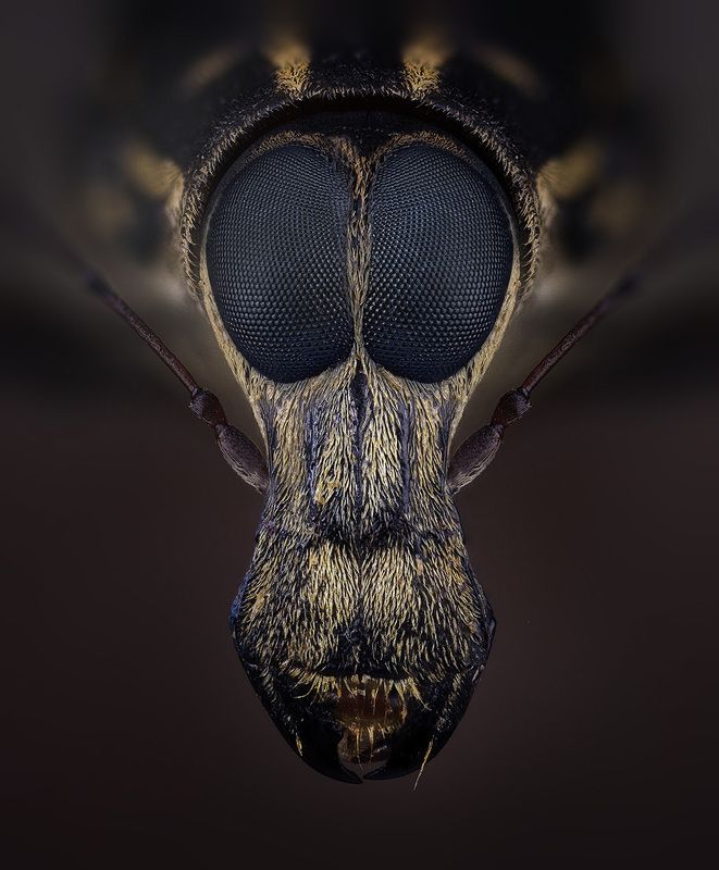 ложнослоник Притворщик фото превью