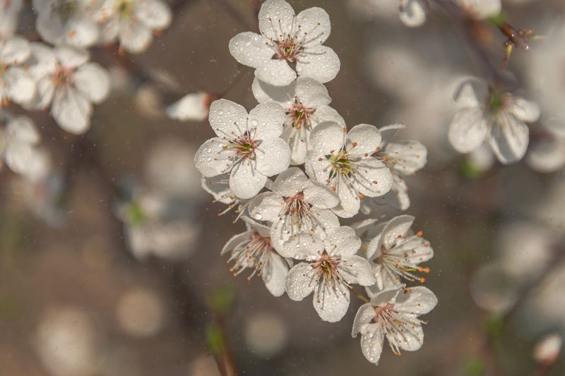 алыча,цветы,весна,макро Дикая алыча под весенним дождикомphoto preview
