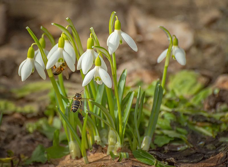 Пчела за данью полевой летит из кельи восковой...photo preview