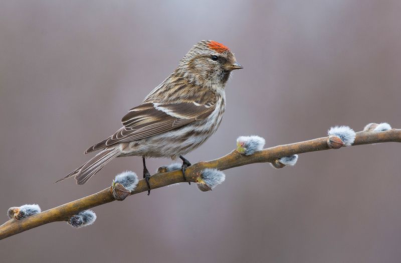 чечётка,самка,верба,весна На вербочкеphoto preview