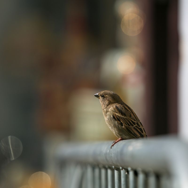 птицы в городе, весна Веснаphoto preview