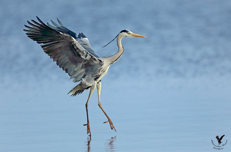 серая цапля. На цыпочках.photo preview