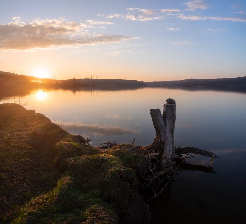 #ProTreephoto preview