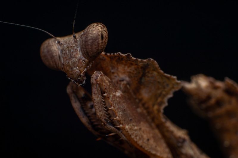 macro, nature, mantis, insect Deadleaf Mantisphoto preview
