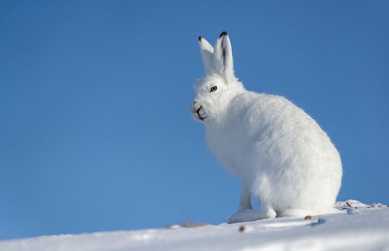 арктика,чукотка, север, тундра, зима, заяц, беляк Косой...photo preview