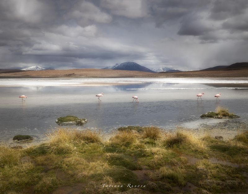 Мир фламингоphoto preview