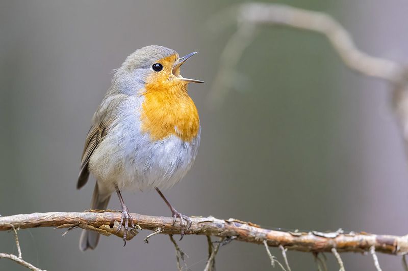 птицы, подмосковье, зарянка Весна пришлаphoto preview