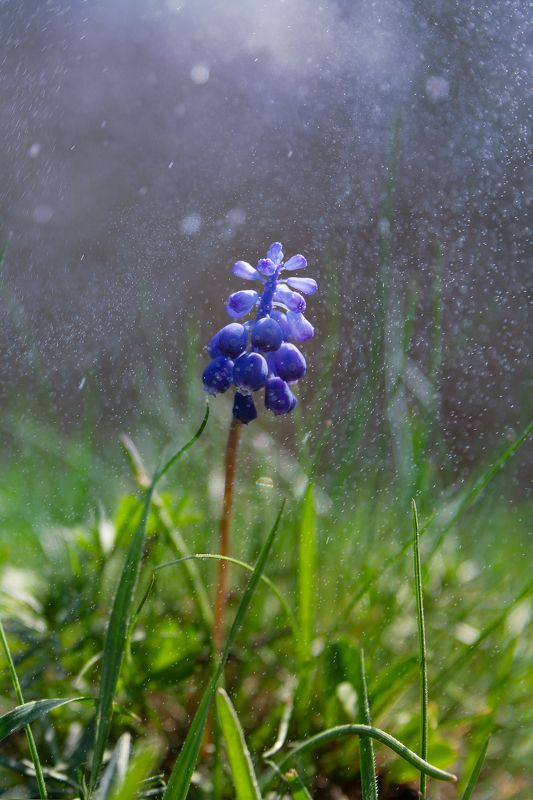 мускарь,макро,весна,цветок Мускарикphoto preview