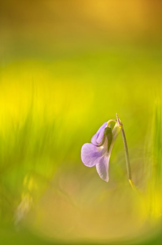 color, colors, concept, conceptual, digital, digital art, flower, green, macro, nature, outdoor, photography, purple, spring, viola, Spring Colorsphoto preview