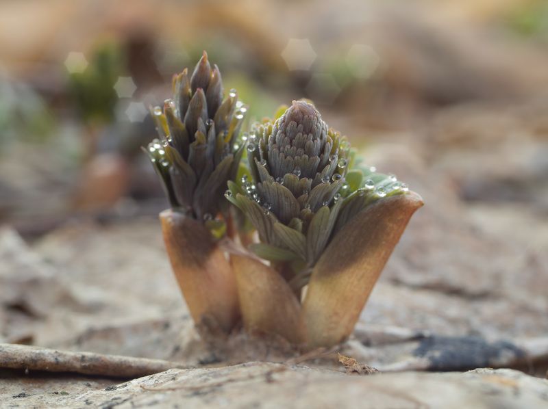 цветок, весна Пробуждениеphoto preview