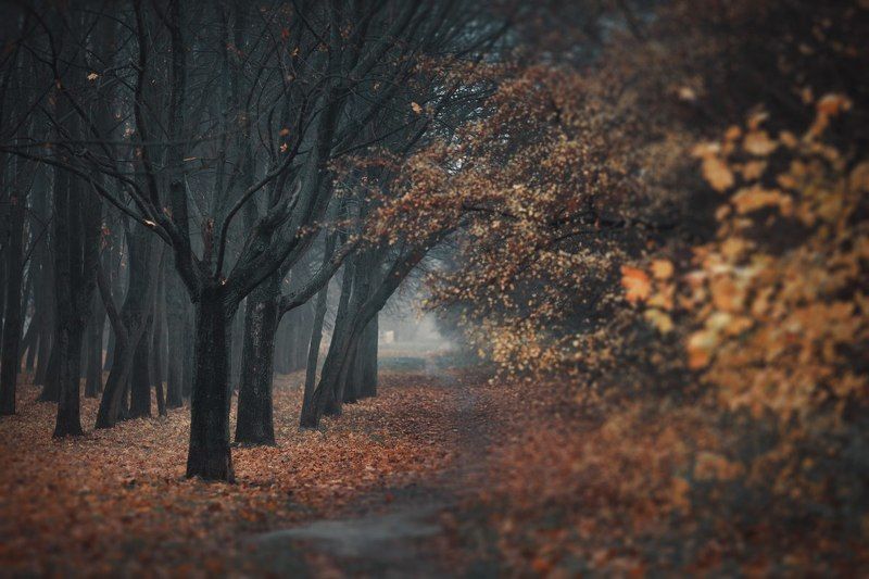 Осеннее настроениеphoto preview