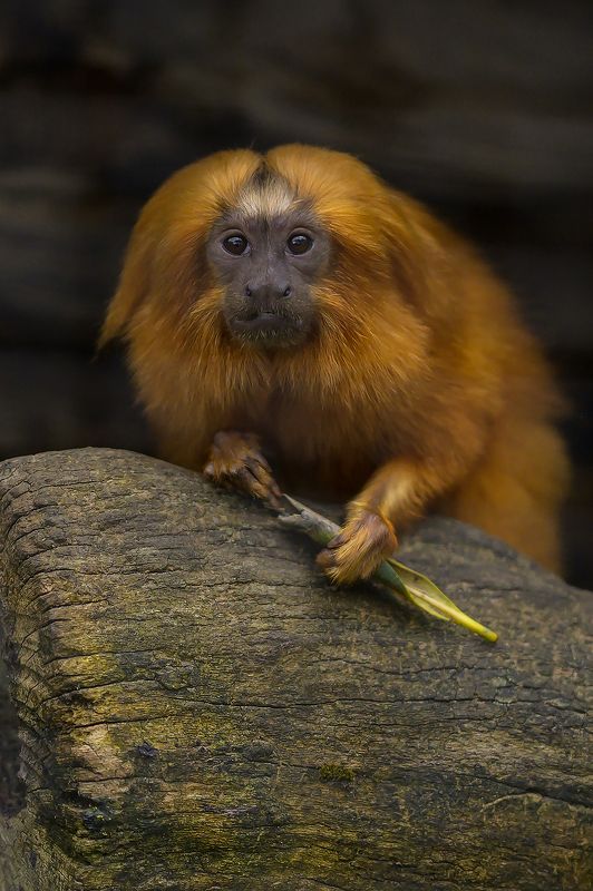 Singe-lion doréphoto preview