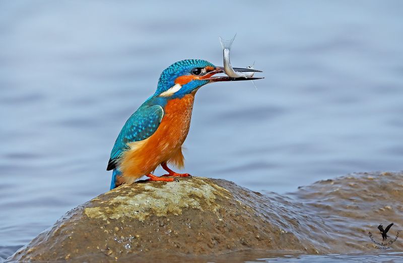 зимородок Рыбак.photo preview