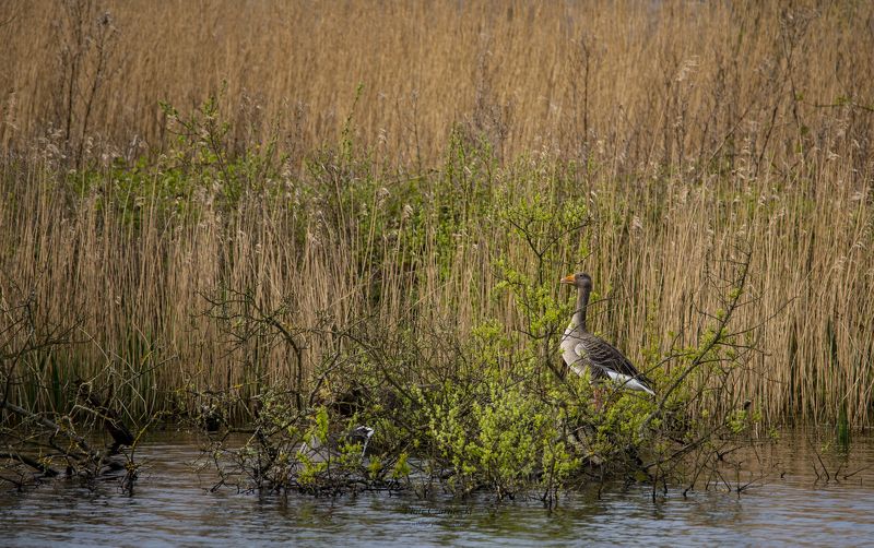 greylag goose, birds, animals, nature, nikon, water, lake, wetlands goosephoto preview