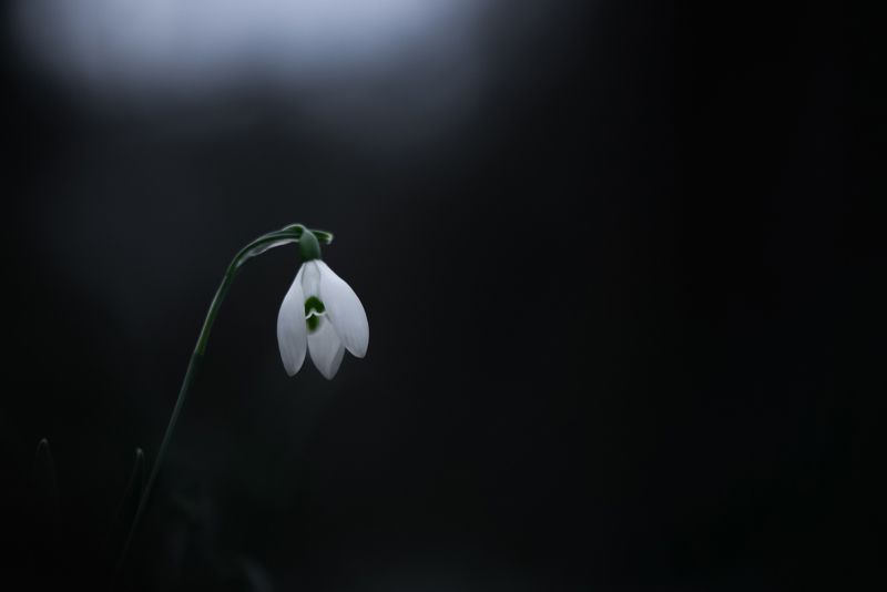 цветы, макро, природа, макрофото, макро-красота, поэзия природы, лес, вчувствование, созерцание, тишина, тишина покоя, подснежники, весна \