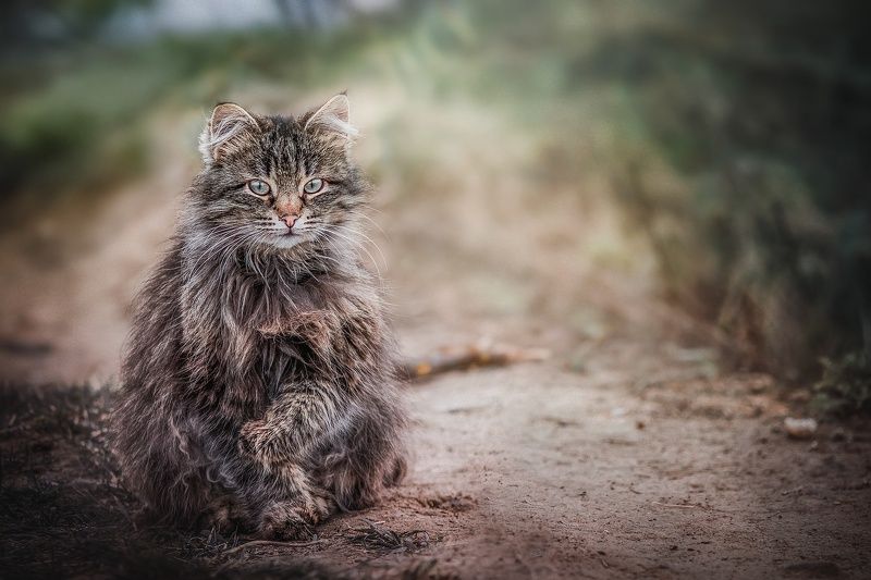 Усатый-полосатыйphoto preview