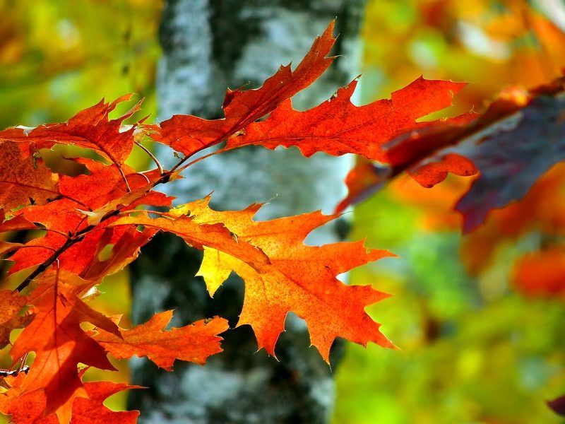 Осеньphoto preview