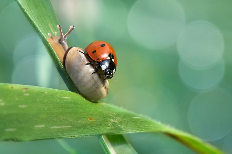 *Случайный пассажирphoto preview