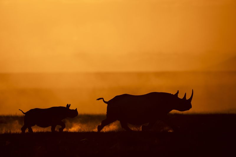 rhino, blackrhino, wildlife,africa,animals,wild Rhino Runphoto preview