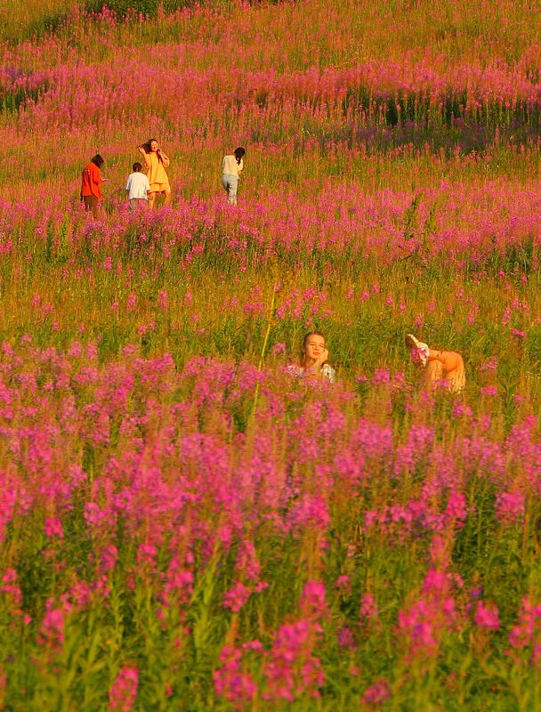 Шаварёв, Алматы, цветы,  Иван-чайphoto preview