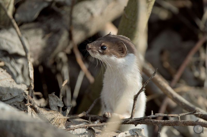 ласка Ласкаphoto preview