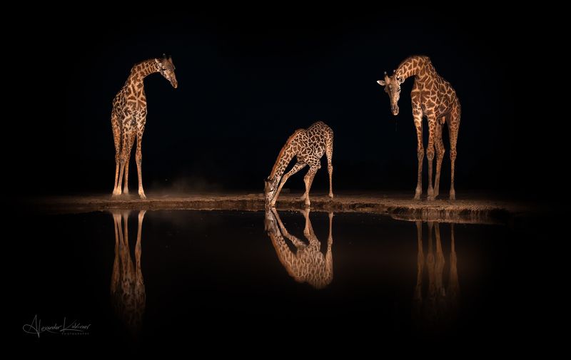 жираф,кения Жирафометрия... фото превью