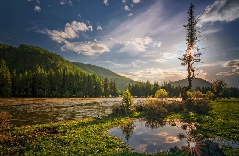 горный алтай,июнь2023,вечер,река аргут,лиственница на берегу,лужи,солнце Июньский вечер...photo preview