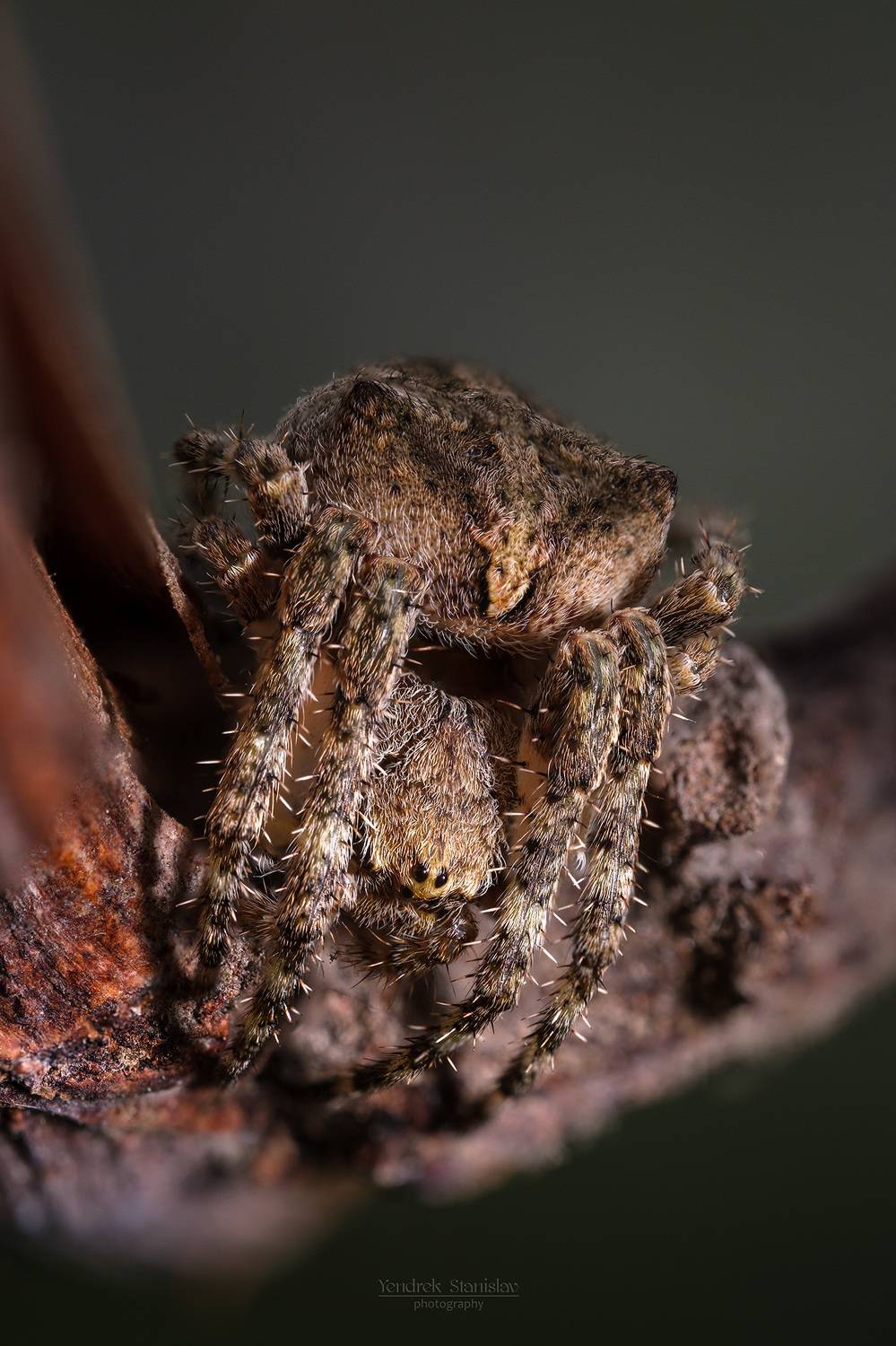 макро, насекомые, паук, macro, insects, spider, Yendrek Stanislav