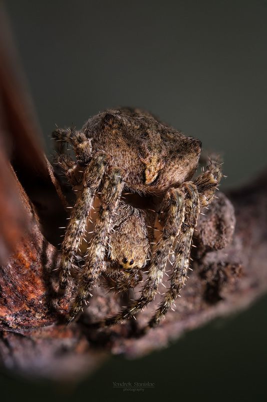 макро, насекомые, паук, macro, insects, spider Araneus ventricosus фото превью