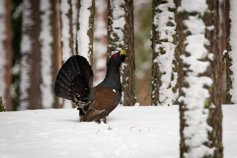 глухарь, лес, зима, птицы Фламенко глухаряphoto preview
