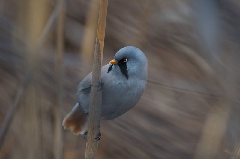 Усатая синицаphoto preview